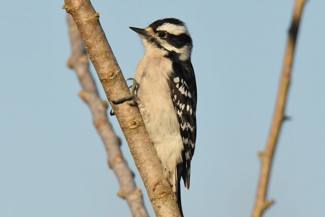 Downy Woodpecker