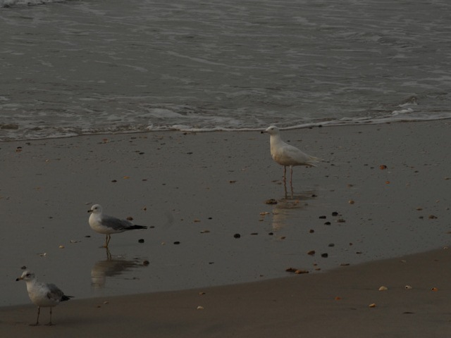 Glaucous Gull