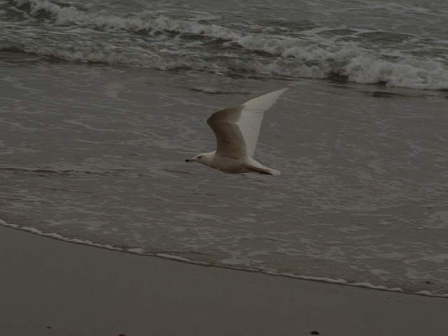 Glaucous Gull