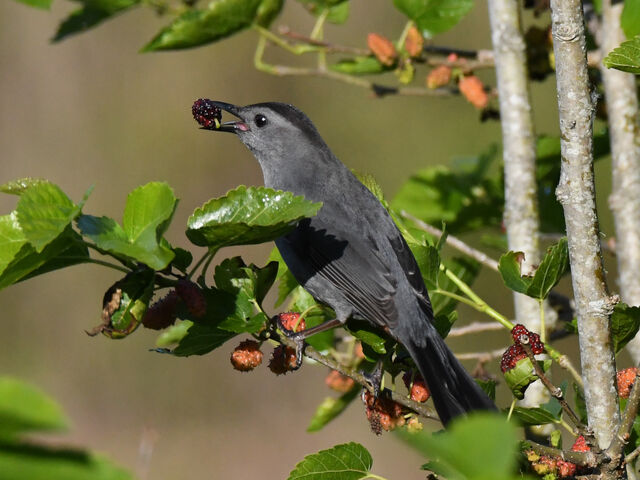 Gray Catbird