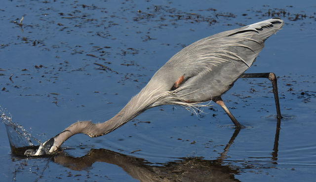 Great Blue Heron