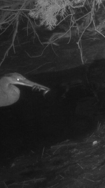 Great Blue Heron