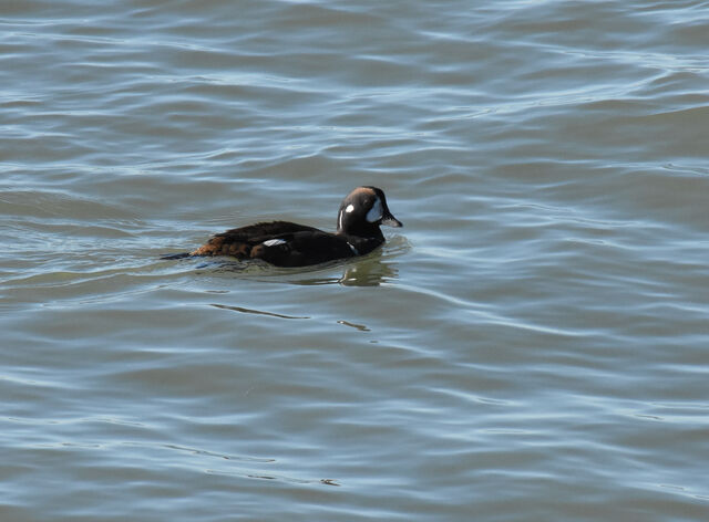 Harlequin Duck