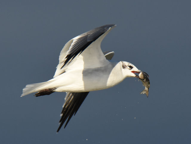 Laughing Gull