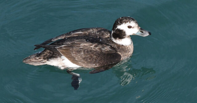 Long-tailed Duck