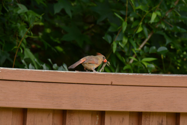 Northern Cardinal