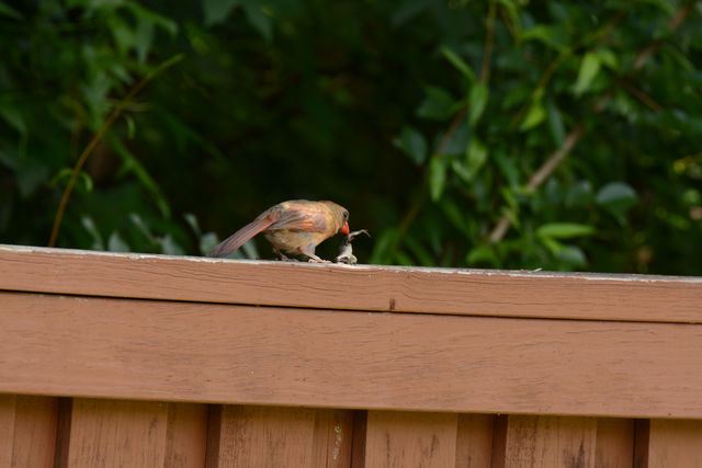 Northern Cardinal