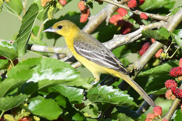Orchard Oriole