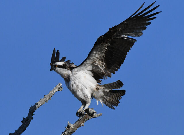 Osprey