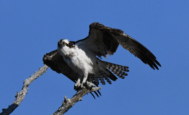Osprey