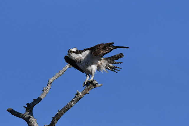 Osprey