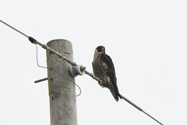 Peregrine Falcon