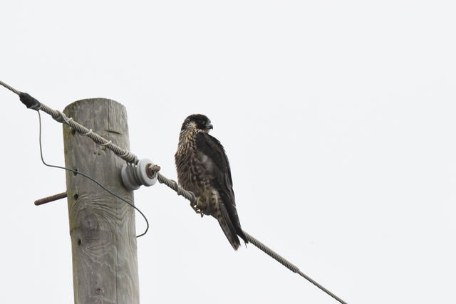 Peregrine Falcon