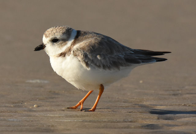 Piping Plover