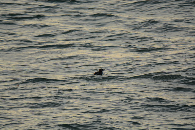 Razorbill