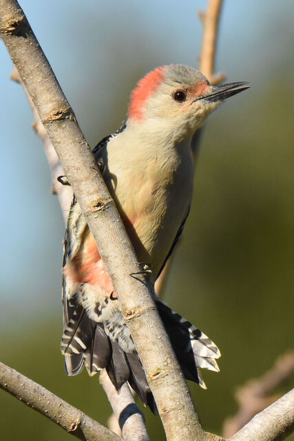 Red-bellied Woodpecker