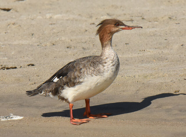 Red-breasted Merganser