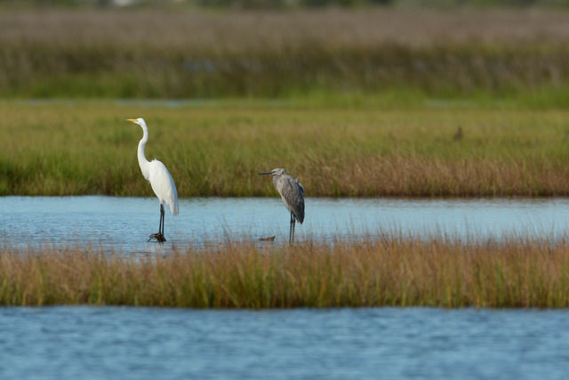 Reddish Egret