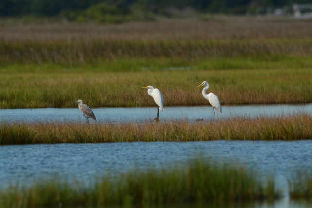 Reddish Egret