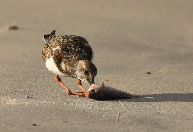 Ruddy Turnstone