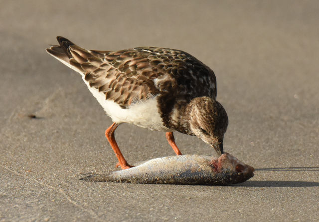 Ruddy Turnstone