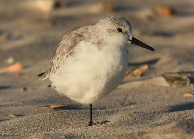 Sanderling