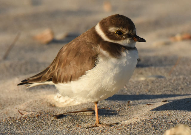Semipalmated Plover