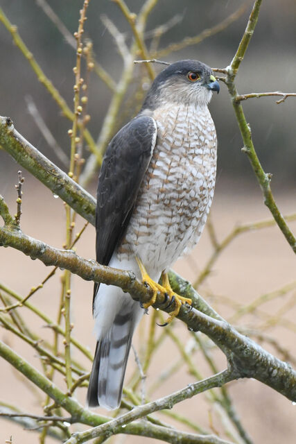 Sharp-shinned Hawk
