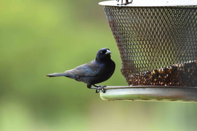 Shiny Cowbird