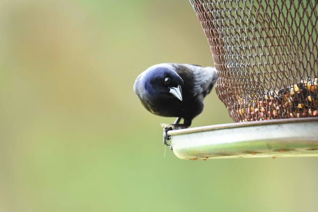 Shiny Cowbird
