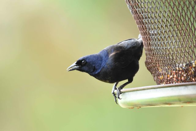 Shiny Cowbird