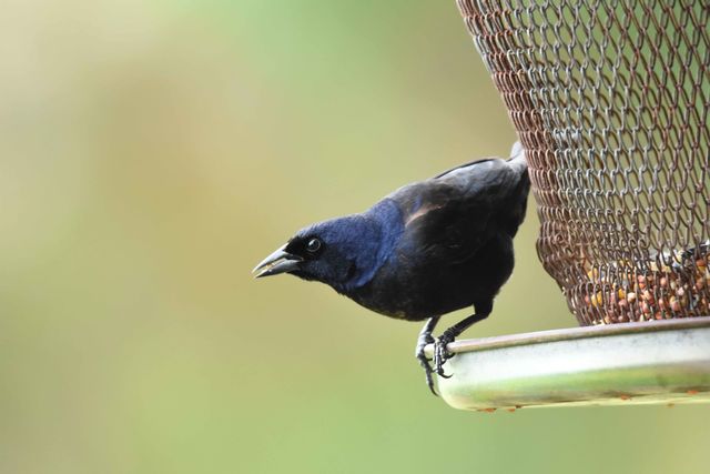 Shiny Cowbird