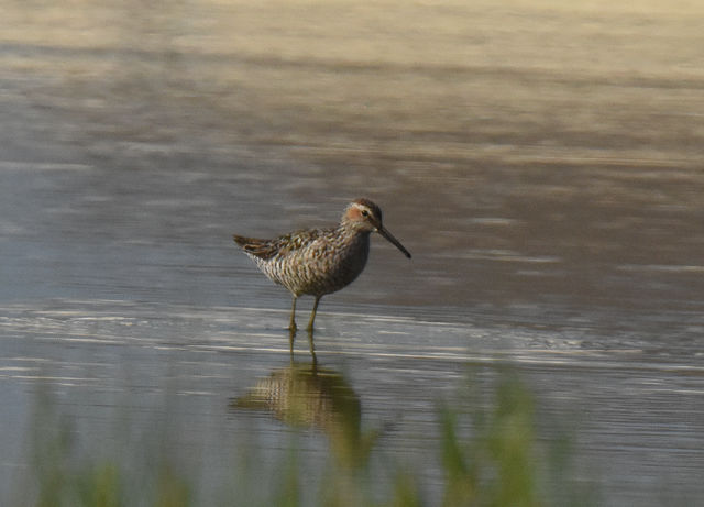 Stilt Sandpiper
