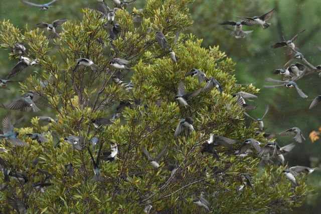 Tree Swallow