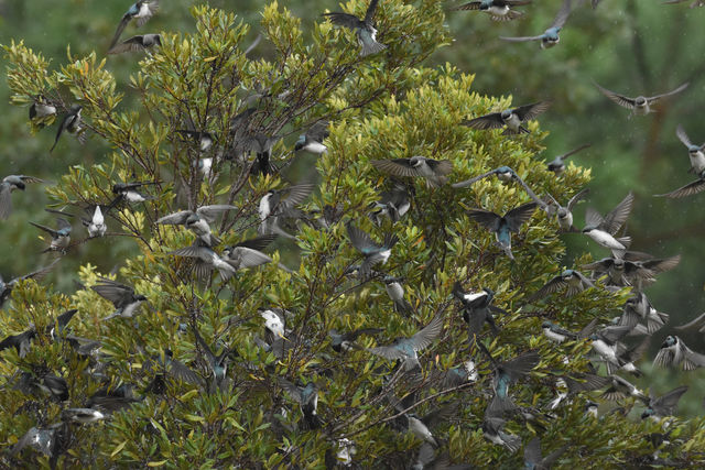 Tree Swallow