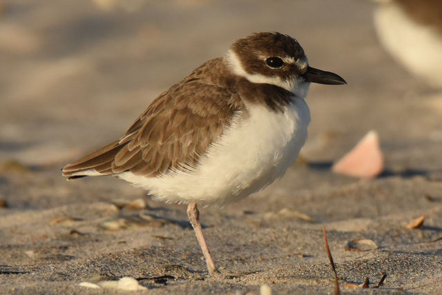 Wilson's Plover