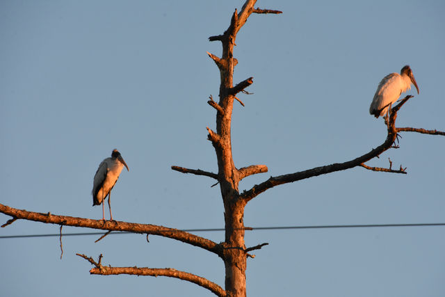 Wood Stork