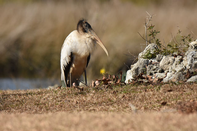 Wood Stork