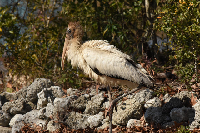 Wood Stork