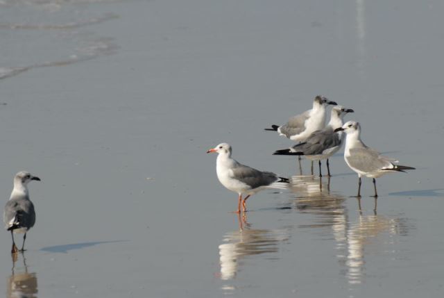 Laughing Gull