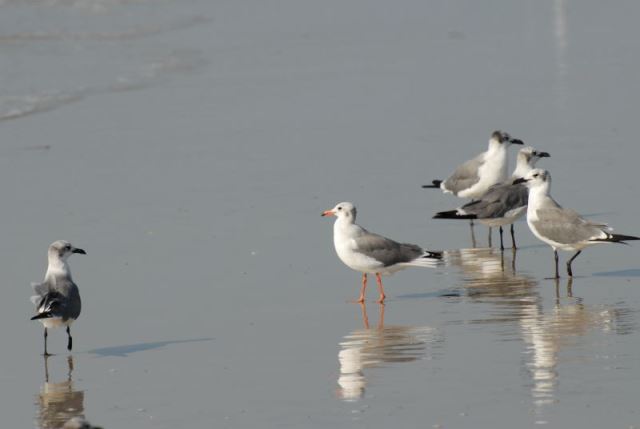 Laughing Gull