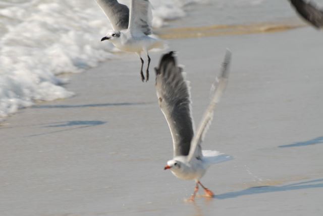 Laughing Gull