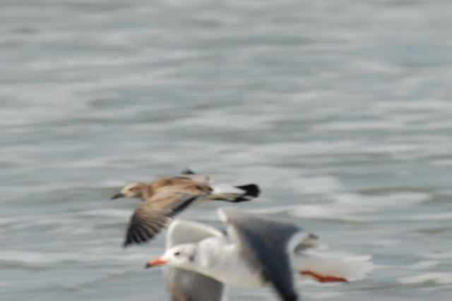 Laughing Gull