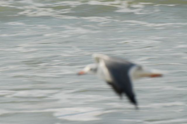 Laughing Gull