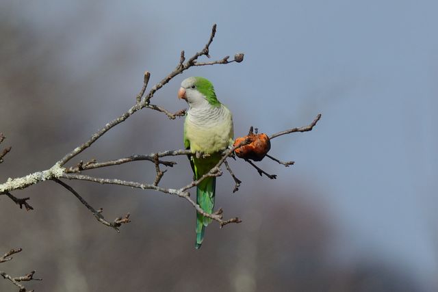 Monk Parakeet