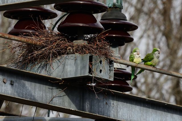 Monk Parakeet