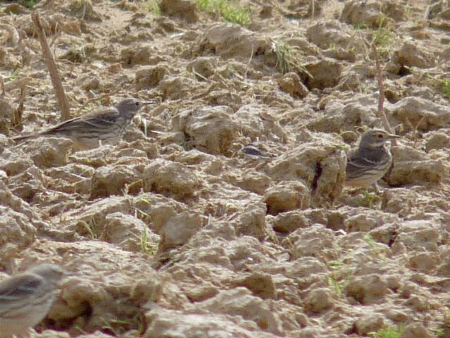 American Pipits