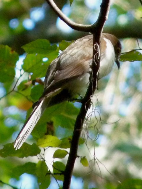 Black-billed Cuckoo