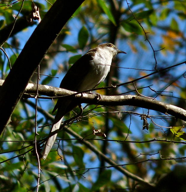 Black-billed Cuckoo