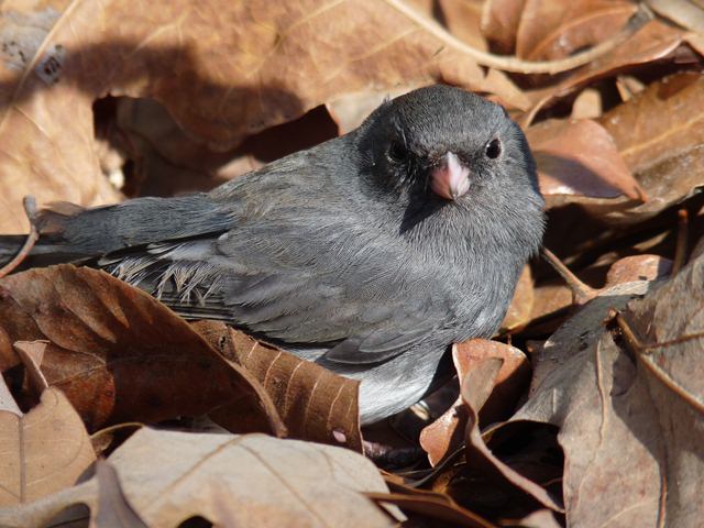 Dark-eyed Junco